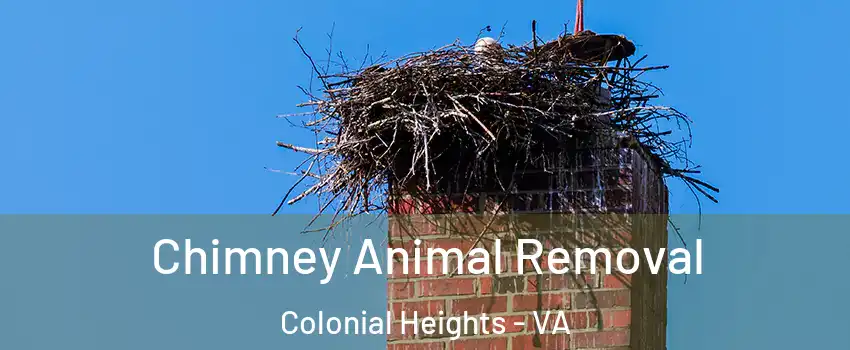  Chimney Animal Removal Colonial Heights - VA